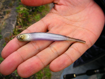 20090618- 初期.jpg